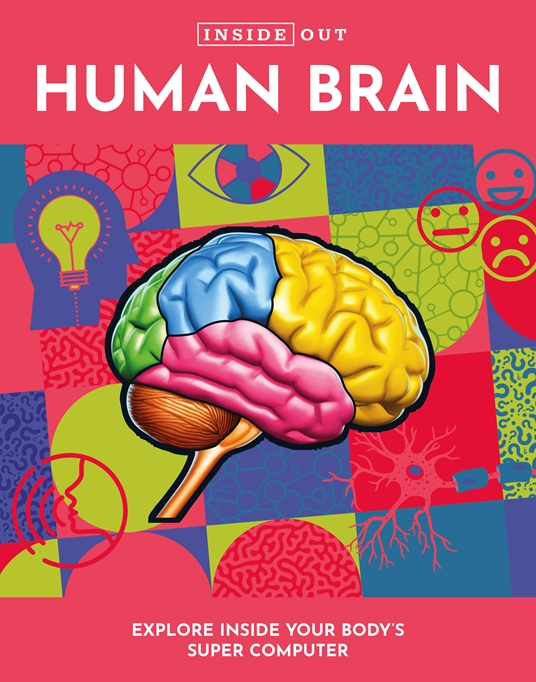 The Human Brain